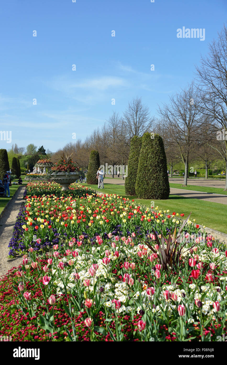Queen Mary's Gardens au printemps, Regent's Park, London Borough of Camden, Londres, Angleterre, Royaume-Uni Banque D'Images