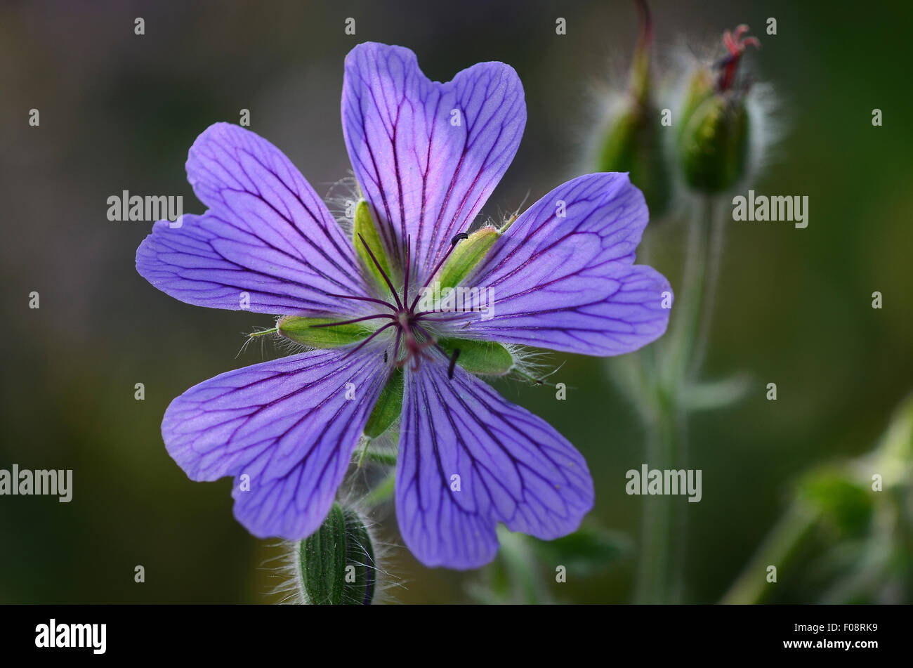 Geranium Pratense fleurs vivaces jardin Banque D'Images