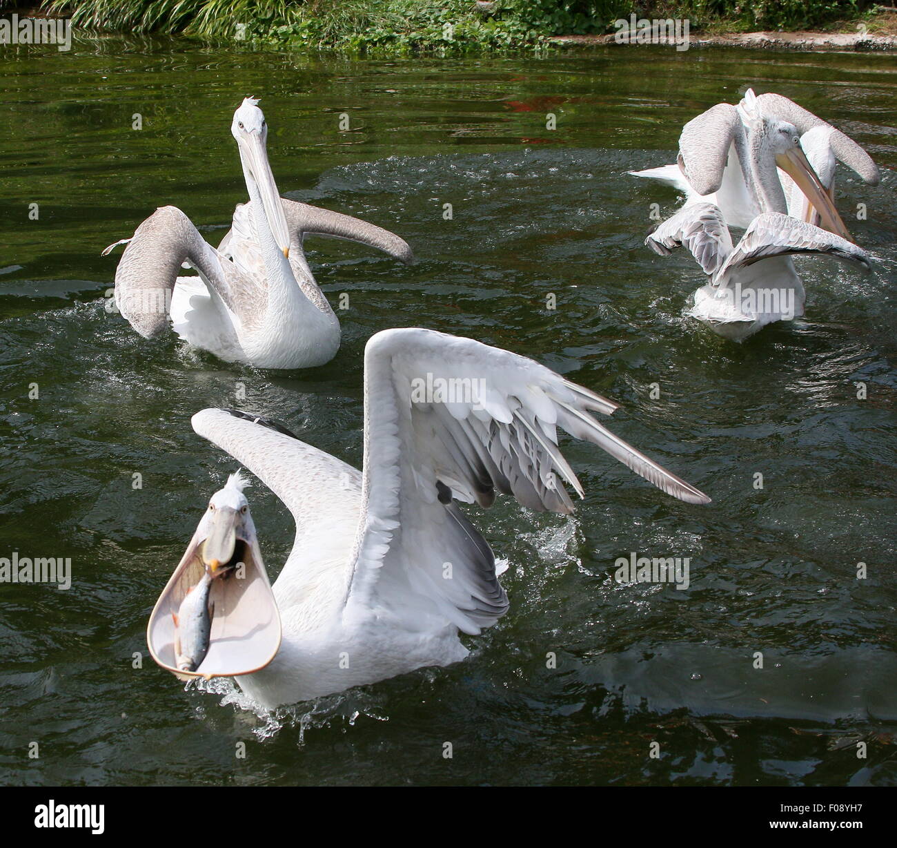 Pélican frisé eurasien ( Pelecanus crispus) la capture de poissons dans son projet de loi souple grand ouvert Banque D'Images
