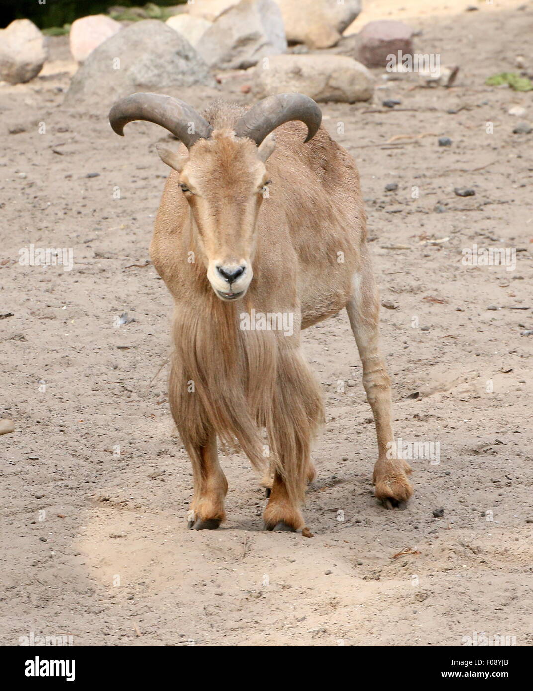 L'Afrique du Nord Le mouflon à manchettes (Ammotragus lervia Photo Stock -  Alamy