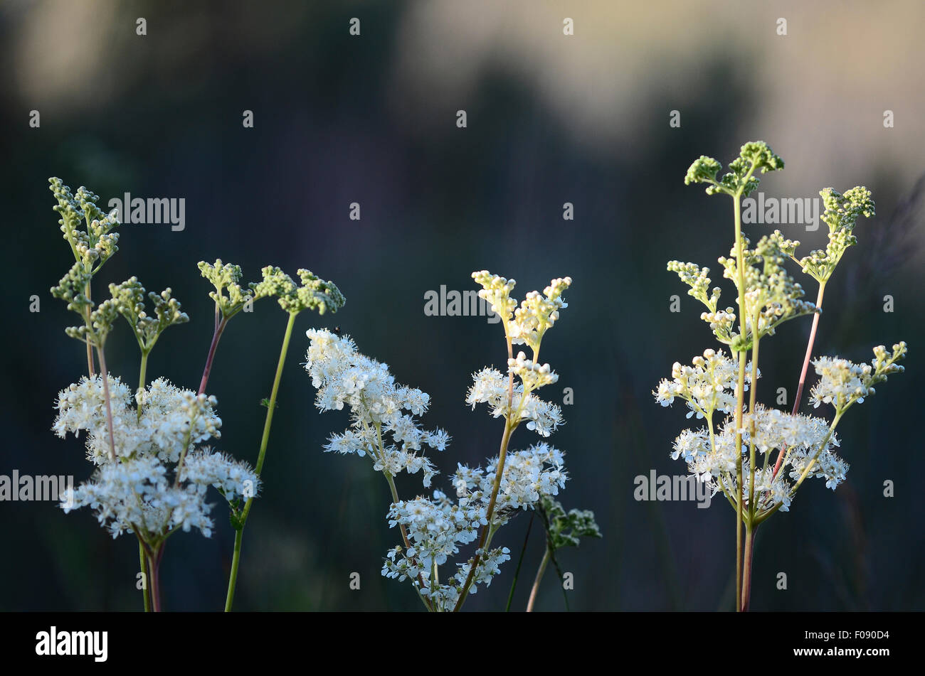 La reine-des-prés de fleurs sauvages en été UK Banque D'Images