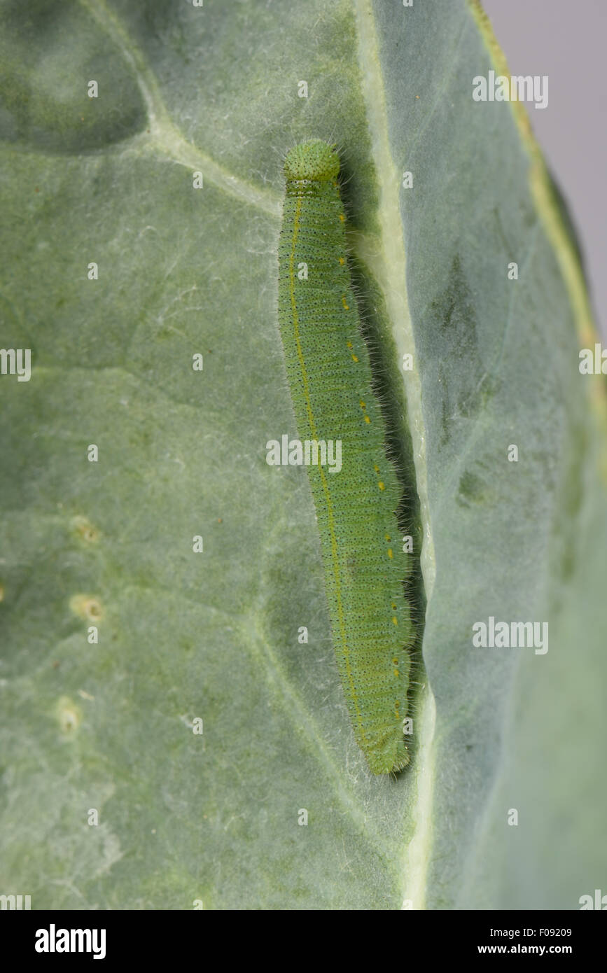 Seul petit blanc, Pieris rapae, Caterpillar sur les feuilles abîmées d'un le brocoli, Brassica, légumes, Berkshire, Août Banque D'Images