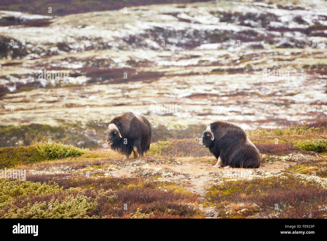 Deux taureaux, Bœufs musqués Ovibos moschatus, dans le parc national de Dovrefjell, Dovre, la Norvège. Banque D'Images