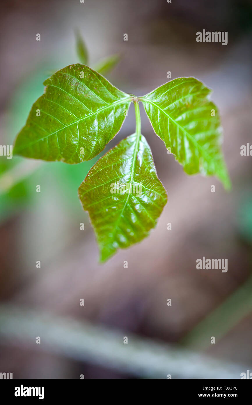 Close up detail de poison ivy dans un cadre naturel Banque D'Images