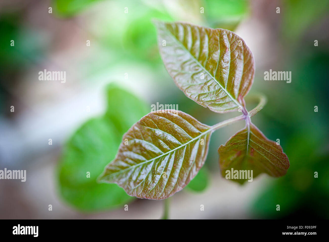 Close up detail de poison ivy dans un cadre naturel Banque D'Images