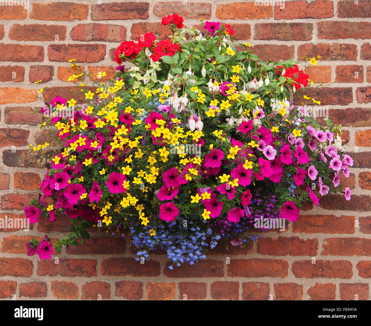 Petunia and geraniums Banque de photographies et d'images à haute  résolution - Alamy