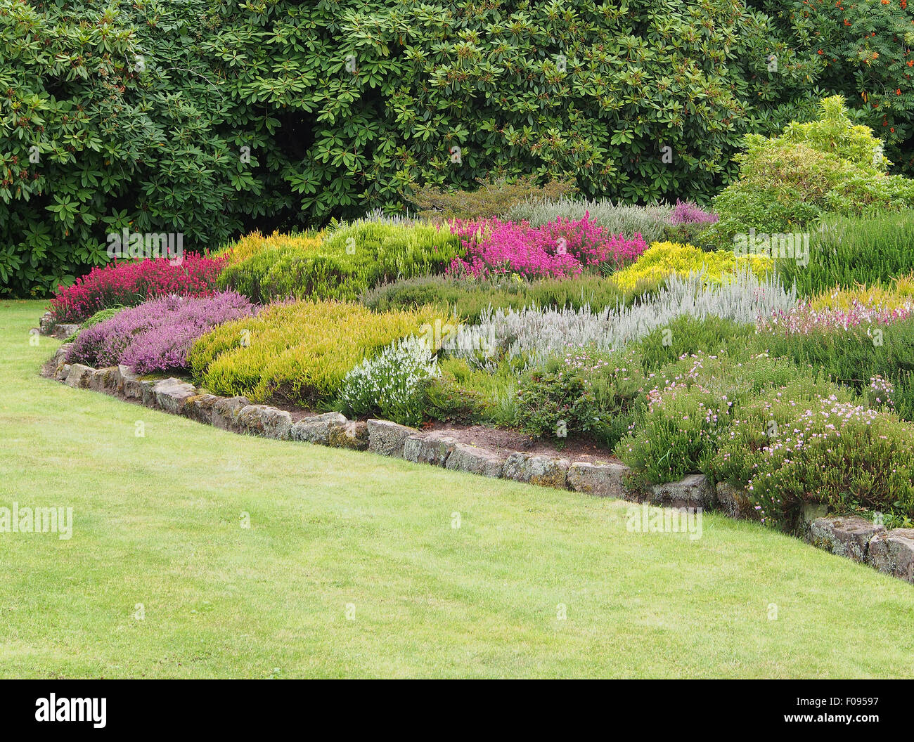 Bruyères mixte faire un affichage coloré quand grandi ensemble (ces : erica Mme E. A. Mitchell et Golden Starlet). Banque D'Images