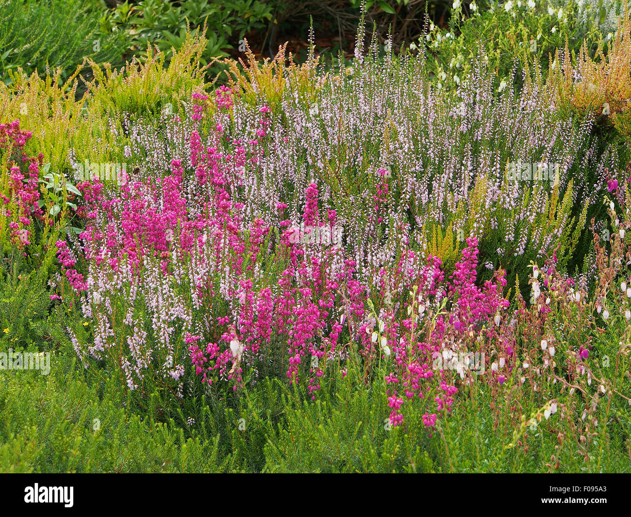 Bruyères mixte faire un affichage coloré quand grandi ensemble (ces : erica Mme E. A. Mitchell et Golden Starlet). Banque D'Images