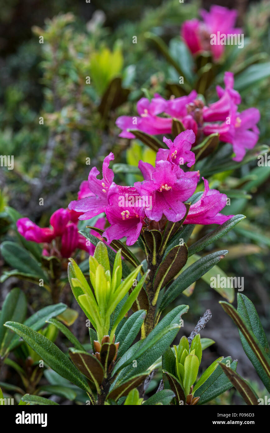 Alpenrose / neige-rose / rusty-leaved alpenrose (Rhododendron ferrugineum) en fleurs dans les Alpes Banque D'Images