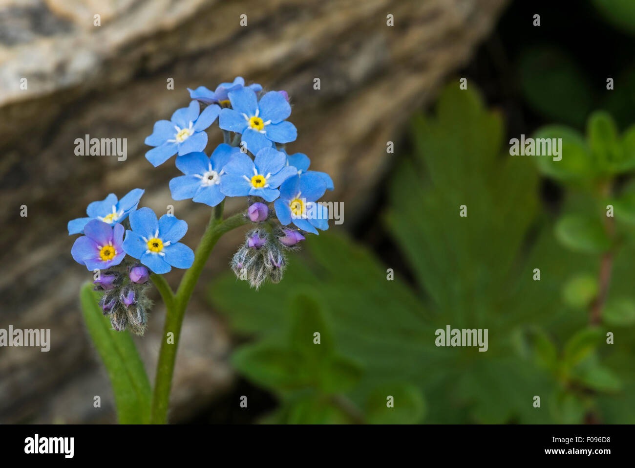 Alpine forget-me-not (Myosotis alpestris) en fleurs dans les Alpes Banque D'Images