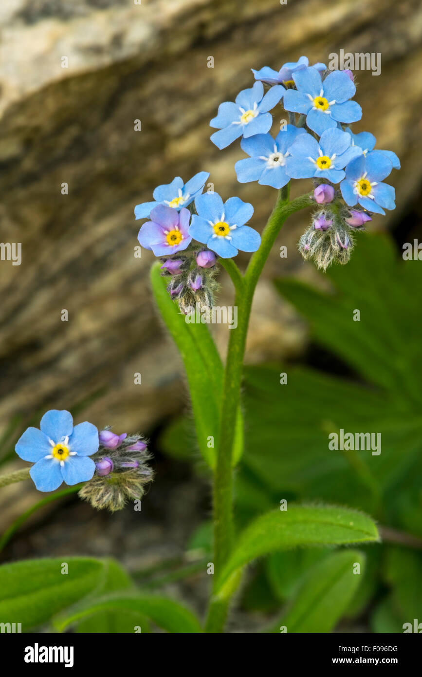 Alpine forget-me-not (Myosotis alpestris) en fleurs dans les Alpes Banque D'Images