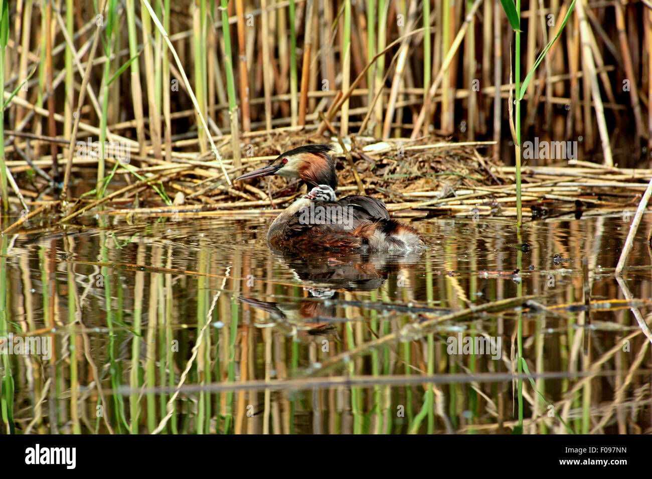 Grèbe huppé (Podiceps cristatus ) natation avec chick sur son dos Banque D'Images