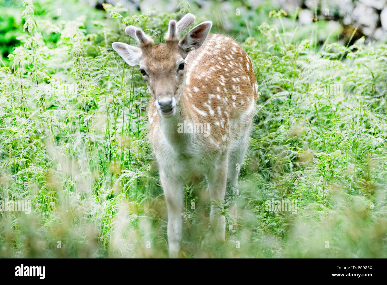 Cerfs dans Bradgate Park, Leicestershire, Angleterre Banque D'Images