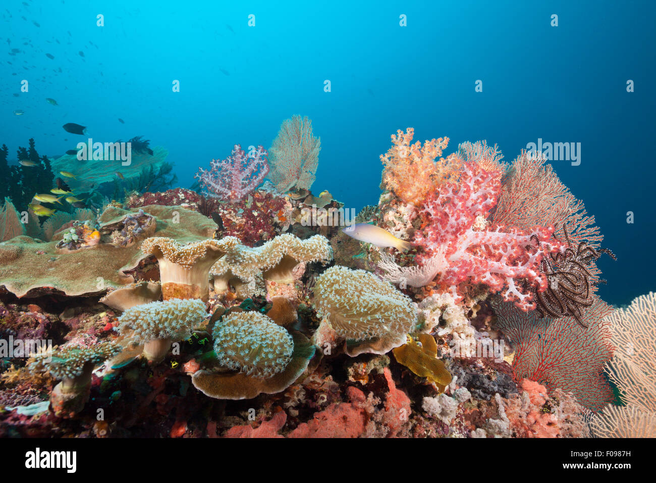 Paysage récifs coralliens, Îles Salomon, îles de Floride Photo Stock - Alamy