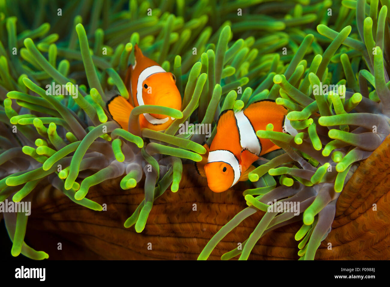 Paire de clown Amphiprion ocellaris poisson clown, la Floride, les Îles Salomon, Îles Banque D'Images