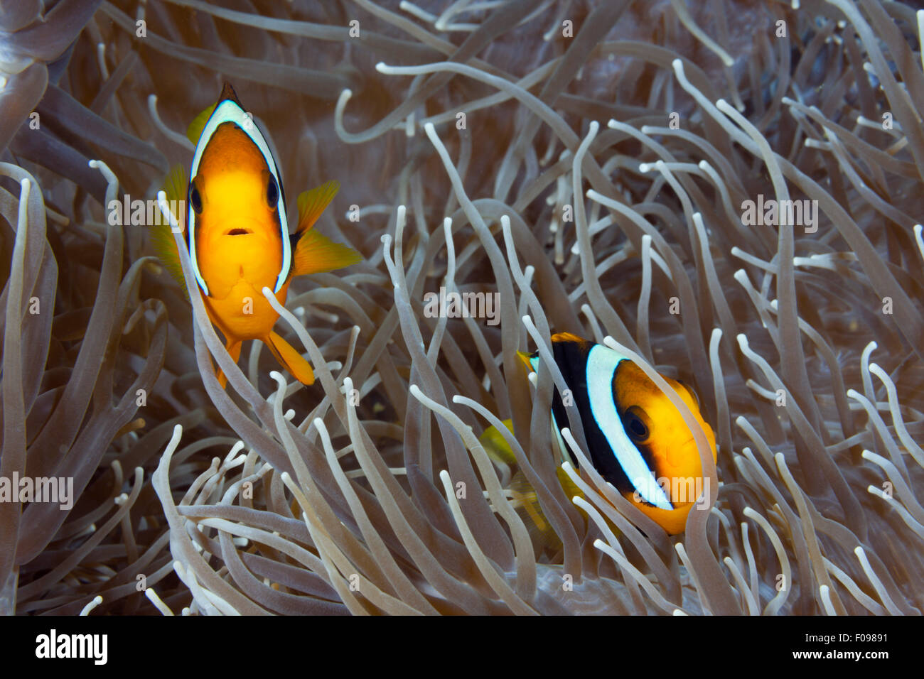Paire de Clarks, Anemonenfish Amphiprion clarkii, Îles Salomon, îles de Floride Banque D'Images