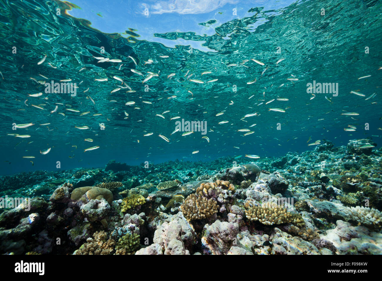 Fusilier de sardine Reef plus haut, Dipteryginotus balteatus, Îles Salomon, lagon de Marovo Banque D'Images