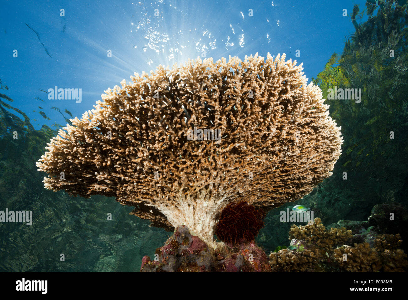 Sur le récif de corail Table Top, Acropora sp., Marovo Lagoon, Îles Salomon Banque D'Images