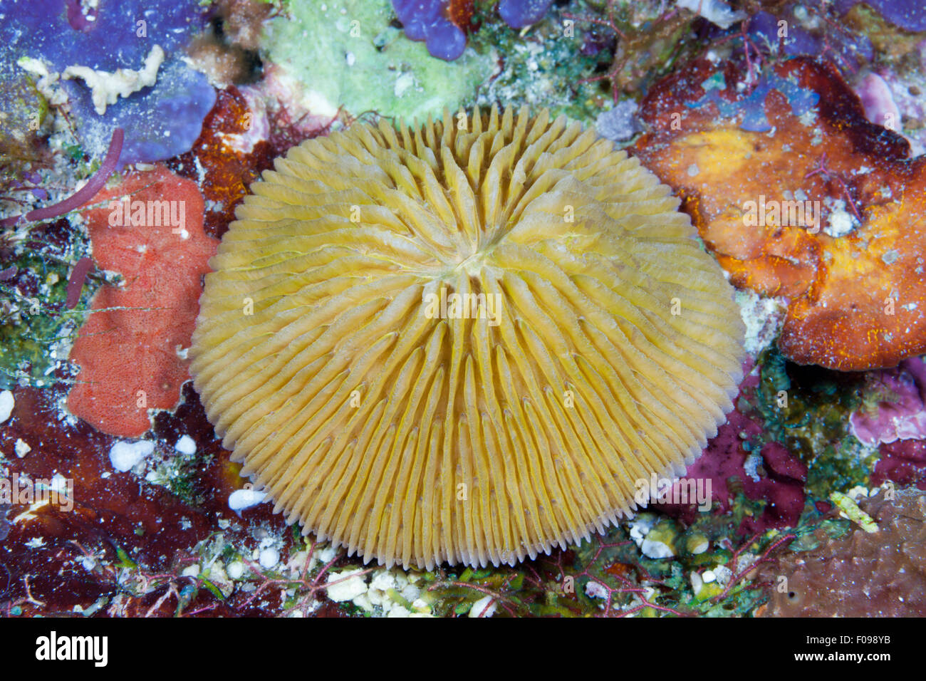 Corail Fungia fungites, champignons, Îles Salomon, îles de Floride Banque D'Images