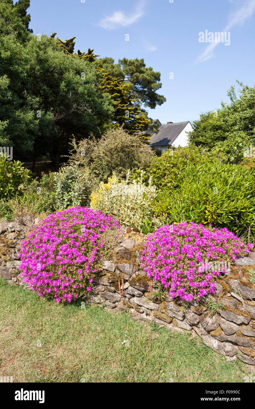 Mesembryanthemum floraison dans un jardin à Corn er pont, Sarzeau, Bretagne, France Banque D'Images