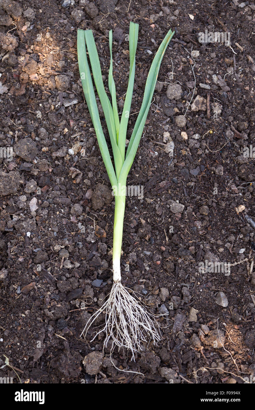 Usine De Poireau Bebe Photo Stock Alamy