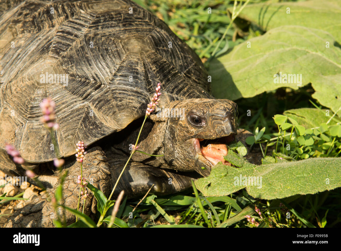 Tortue de forêt asiatique Banque D'Images