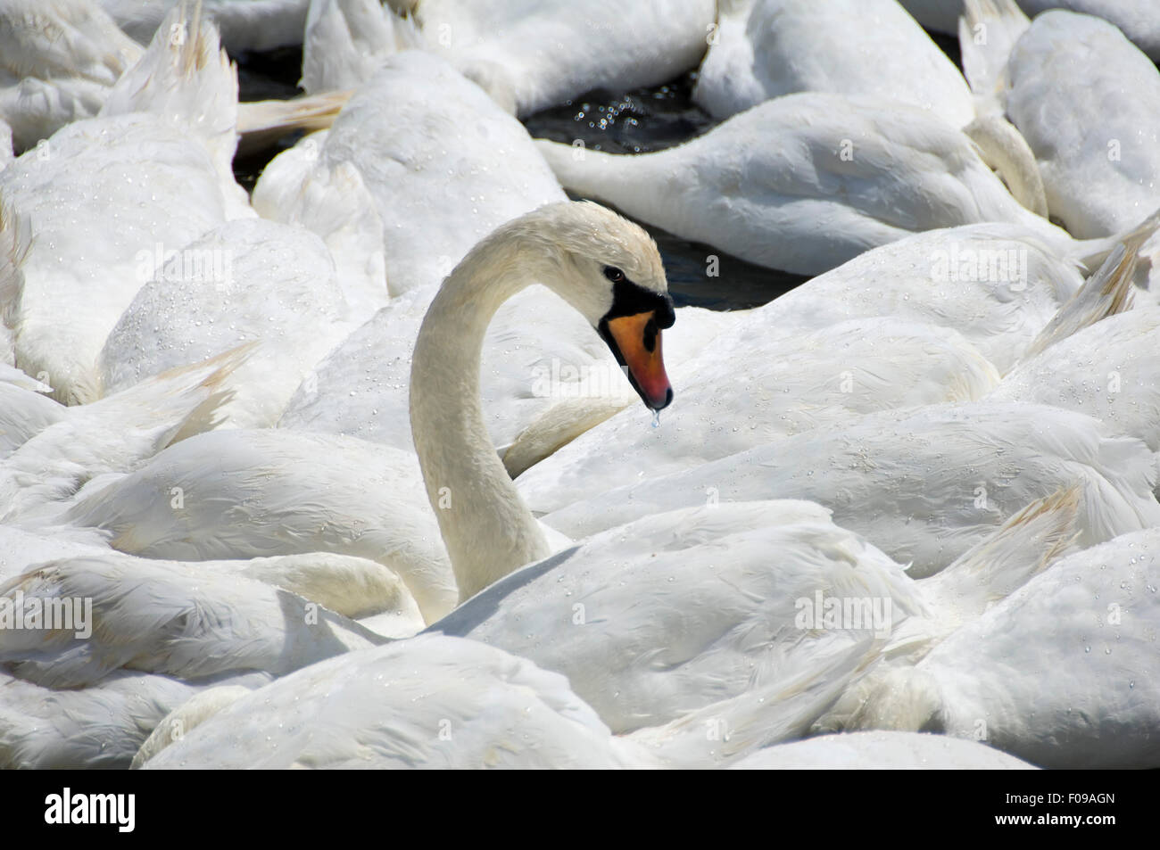Close up of a horizontal Cygne muet avec sa tête au-dessus de l'eau. Banque D'Images