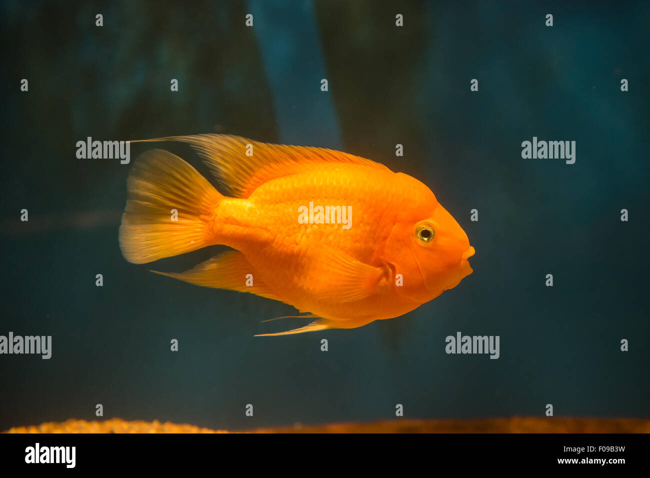 Eau douce poisson cichlidé perroquet du sang Banque D'Images