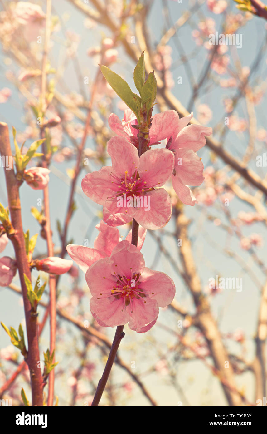 Pêchers en fleurs au début du printemps, matin. Banque D'Images