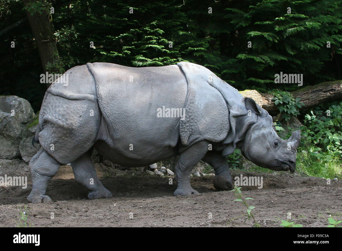 À une corne mâle rhinocéros indien (Rhinoceros unicornis) balade Banque D'Images