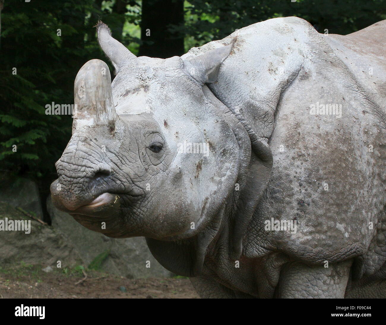 À une corne de rhinocéros indien (Rhinoceros unicornis), gros plan de la tête Banque D'Images