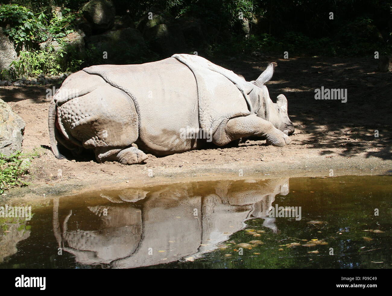 À une corne de rhinocéros indien (Rhinoceros unicornis) lézarder au soleil au bord de la rivière Banque D'Images