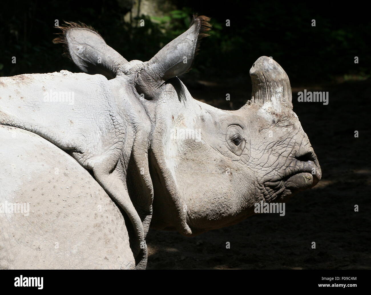 À une corne femelle rhinocéros indien (Rhinoceros unicornis), gros plan de tête Banque D'Images