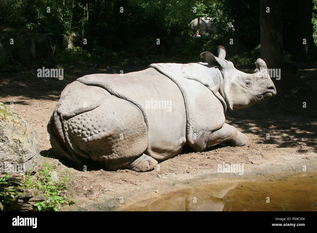 À une corne femelle rhinocéros indien (Rhinoceros unicornis) reposant près d'une rivière Banque D'Images