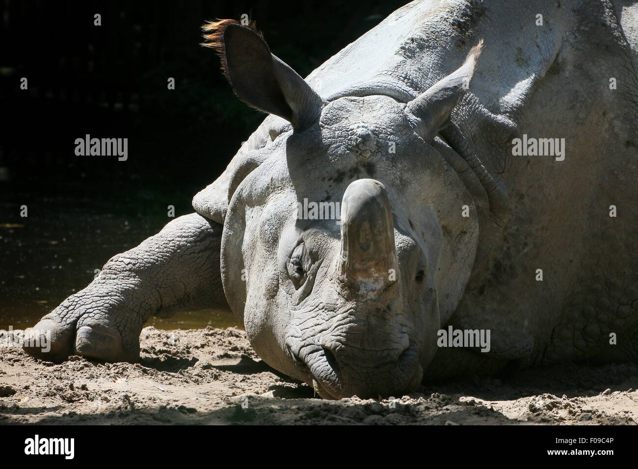 À une corne mâle rhinocéros indien (Rhinoceros unicornis), gros plan de la tête alors qu'elle repose Banque D'Images