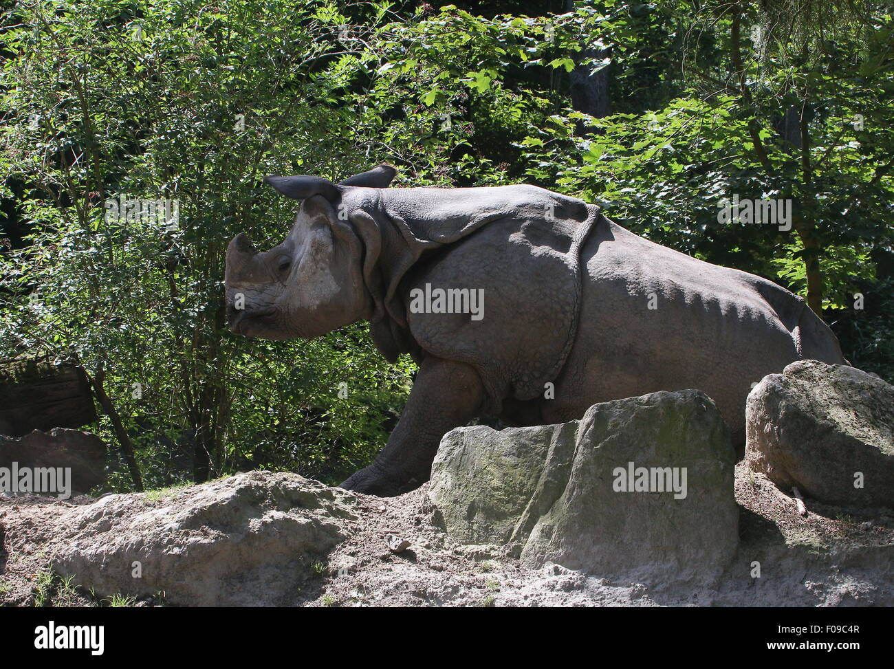 À une corne mâle rhinocéros indien (Rhinoceros unicornis) se lever Banque D'Images