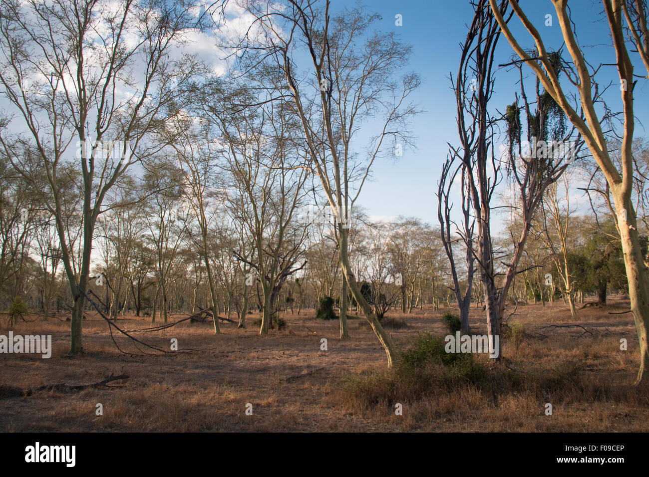 La fièvre de la forêt des arbres dans le Parc National de Gorongosa Banque D'Images