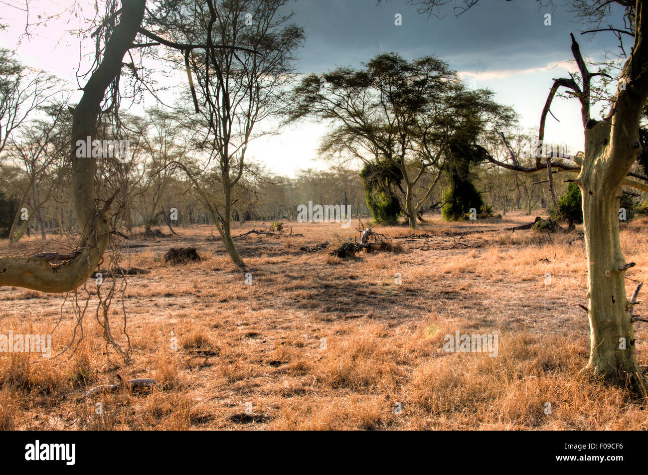 La fièvre de la forêt des arbres dans le Parc National de Gorongosa Banque D'Images