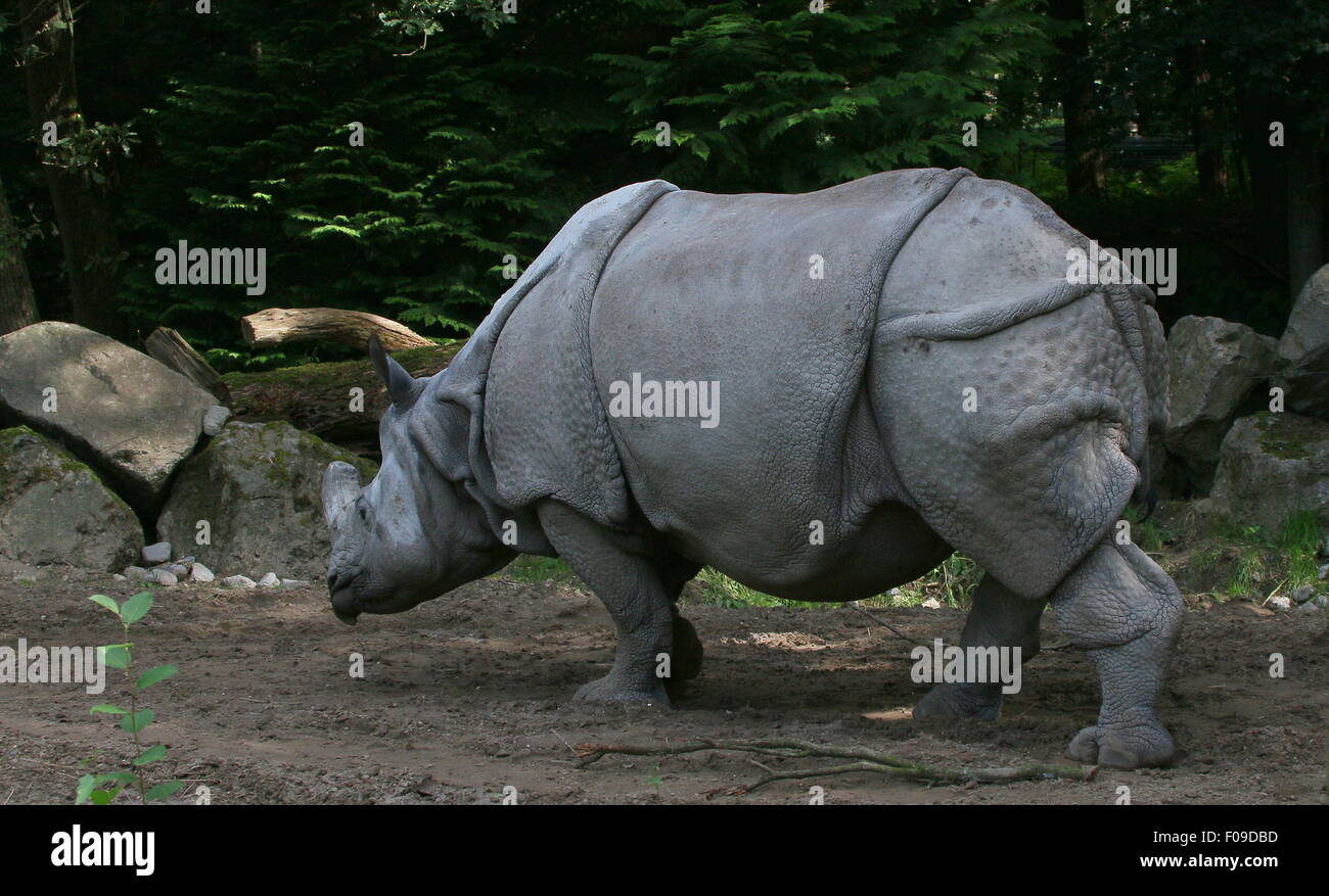 À une corne mâle rhinocéros indien (Rhinoceros unicornis) balade Banque D'Images