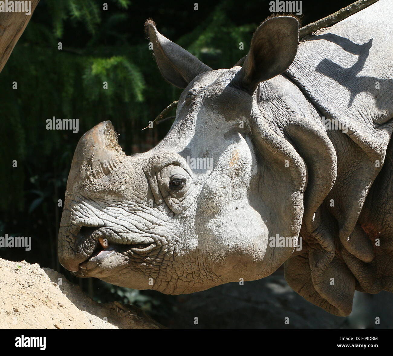 À une corne de rhinocéros indien (Rhinoceros unicornis), gros plan de tête Banque D'Images
