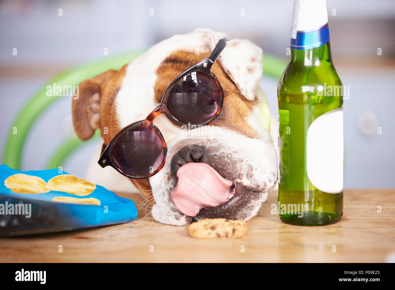 Capture d'humour British Bulldog portant des lunettes de soleil Banque D'Images