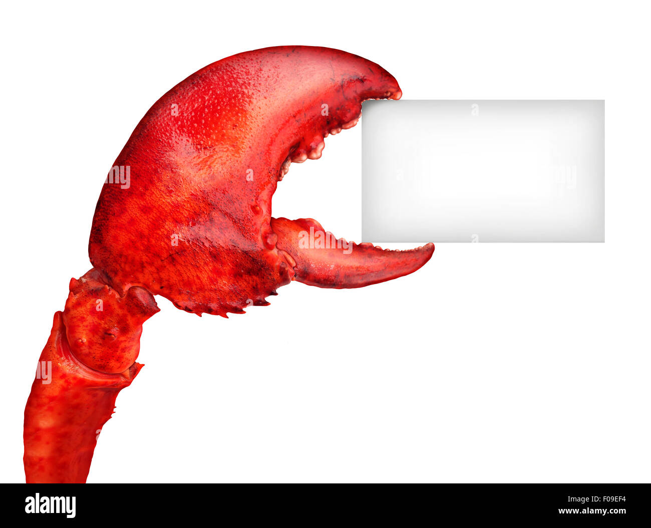 Lobster claw tenant une carte vierge signe en tant que message de fruits de mer frais ou de mollusques food concept avec un crustacé shell rouge isolé sur fond blanc. Banque D'Images