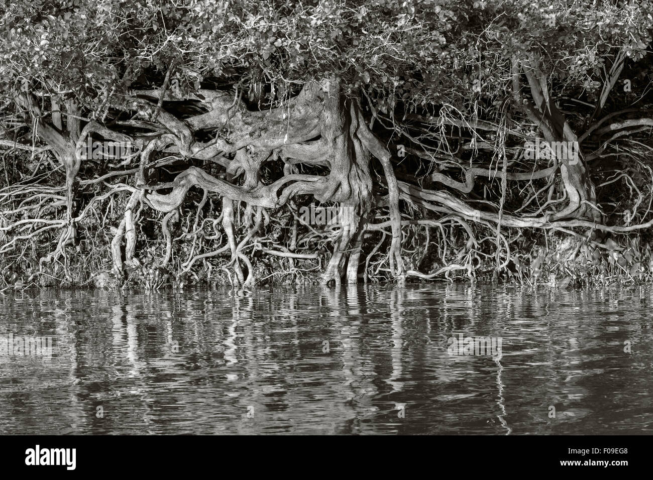 Les racines des arbres et des réflexions, Rio Cuiaba, Pantanal, Brésil Banque D'Images