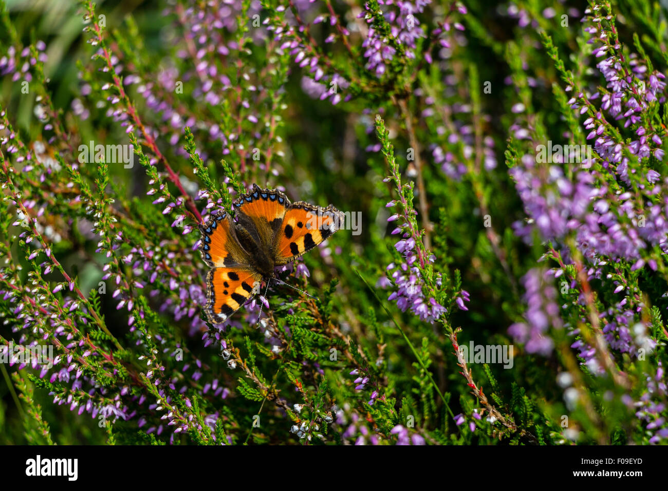 Papillon de couleur sur des fleurs de lavande Banque D'Images