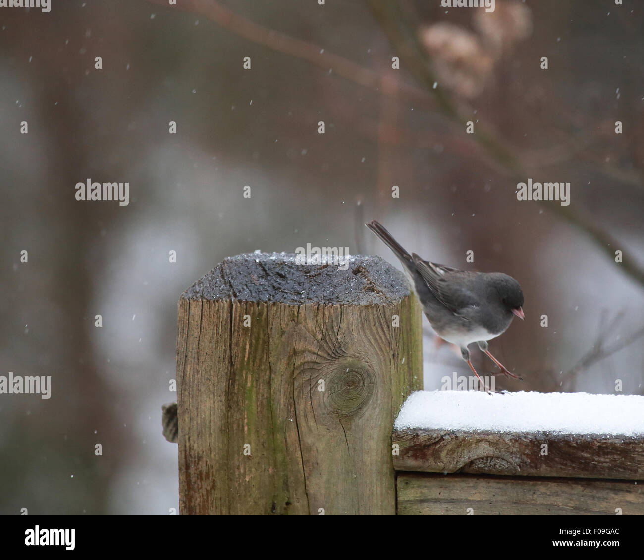 Les oiseaux du sud dans la neige Banque D'Images