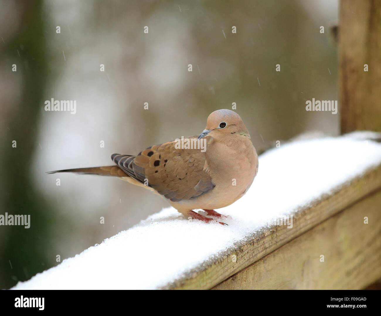 Les oiseaux du sud dans la neige Banque D'Images