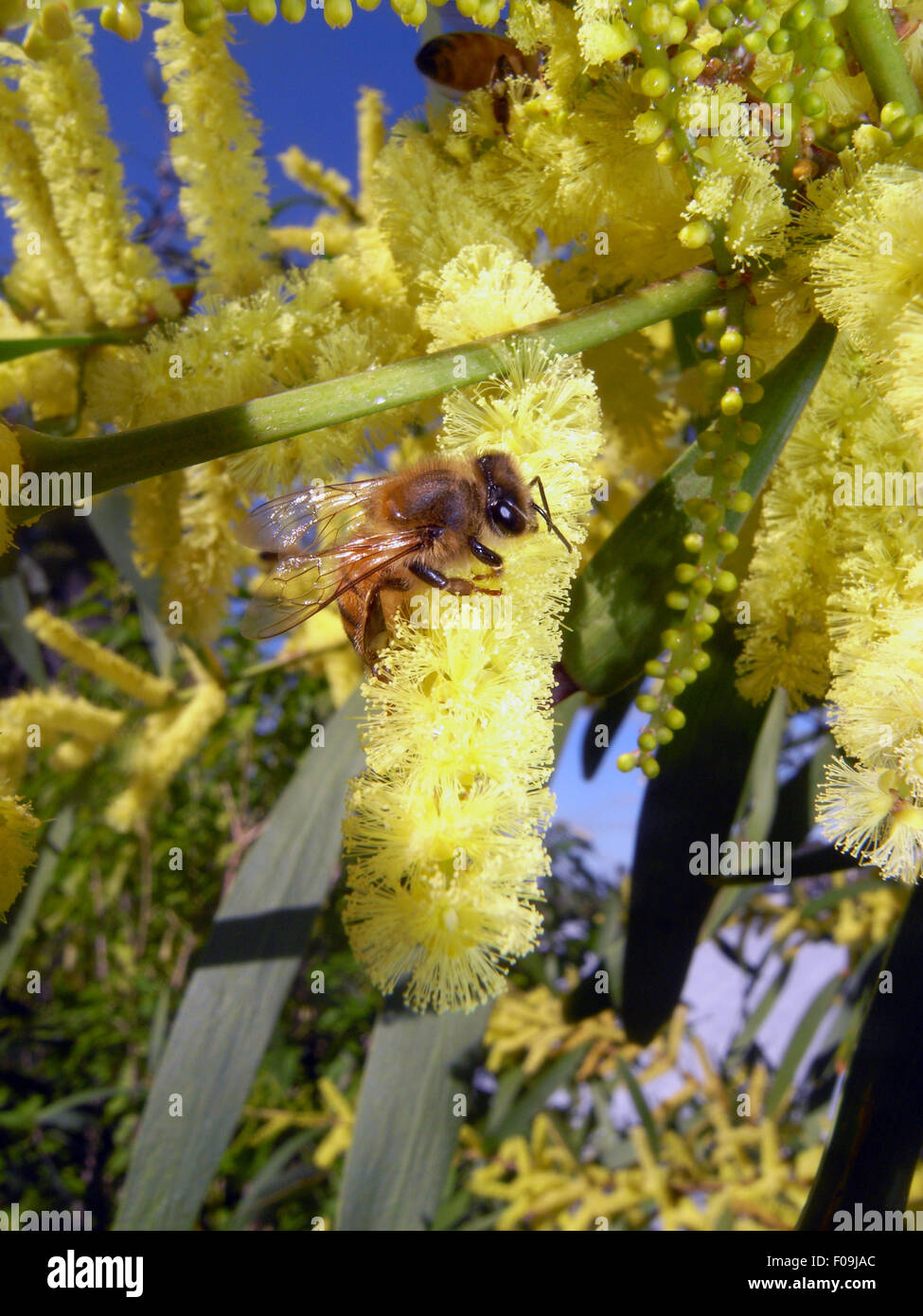 L'abeille européenne (Apis mellifera) la collecte du pollen de fleurs d'Australie wattle (Acacia sp.), l'Australie Occidentale Banque D'Images