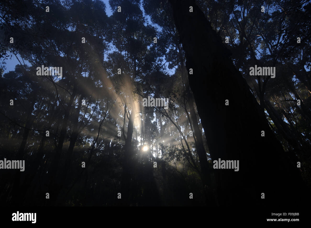 Soleil dans la brume à travers les arbres, forêt, Boranup Région de Margaret River, Australie de l'Ouest Banque D'Images