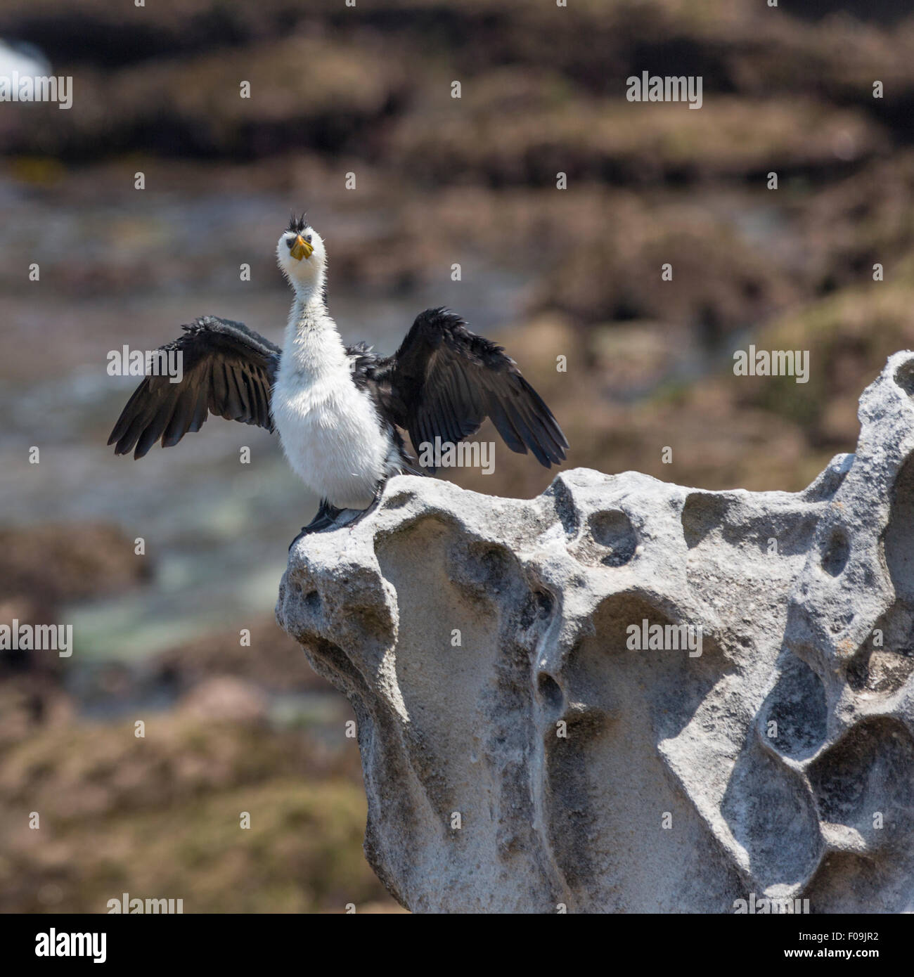 Aigrette garzette sèche ses plumes alors que perché sur un promontoire de grès le long de la promenade côtière près de Bondi Beach Banque D'Images