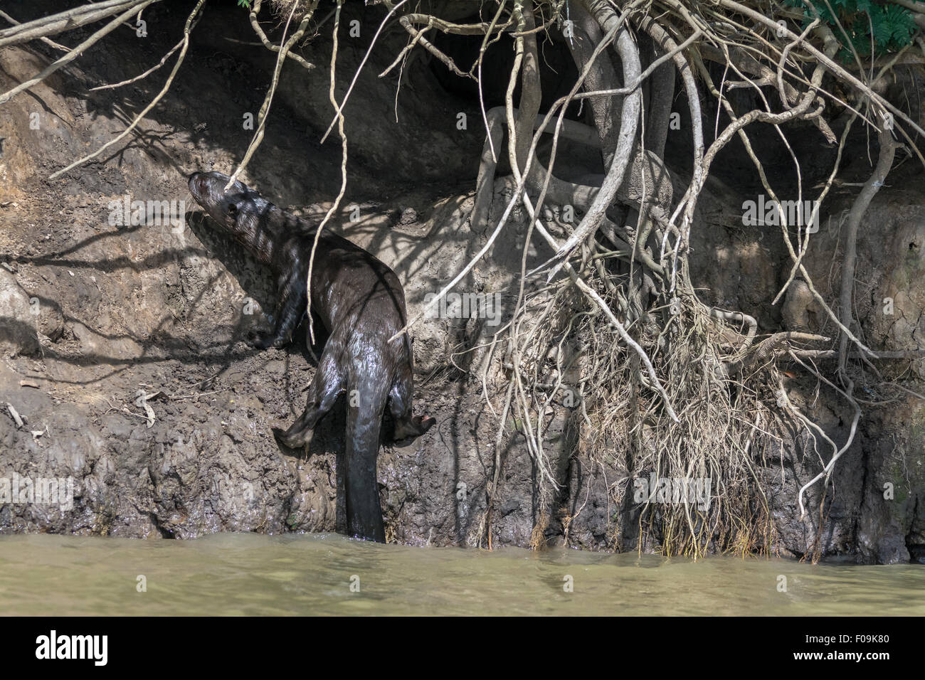 La loutre géante l'ascension de la banque à sa tanière, Rio Cuiaba, Pantanal, Brésil Banque D'Images